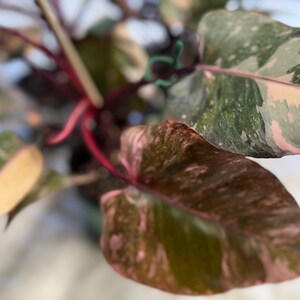 May include: A Philodendron Pink Princess plant featuring heart-shaped leaves with variegated patterns of dark green, cream, and soft pink. The plant has deep reddish-purple stems that support the foliage, creating a distinct color contrast.