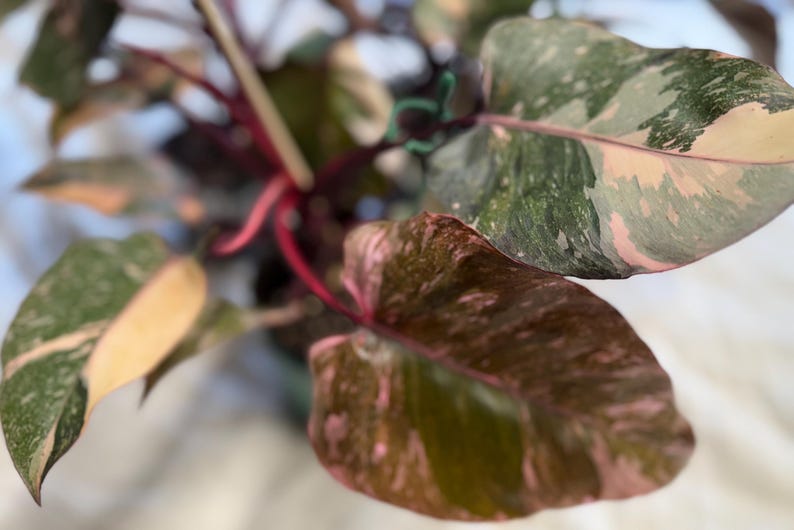 May include: A Philodendron Pink Princess plant featuring heart-shaped leaves with variegated patterns of dark green, cream, and soft pink. The plant has deep reddish-purple stems that support the foliage, creating a distinct color contrast.