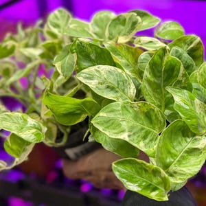 Pearls and Jade Pothos Live Plant, Green and White Variegated Trailing Houseplant image 12