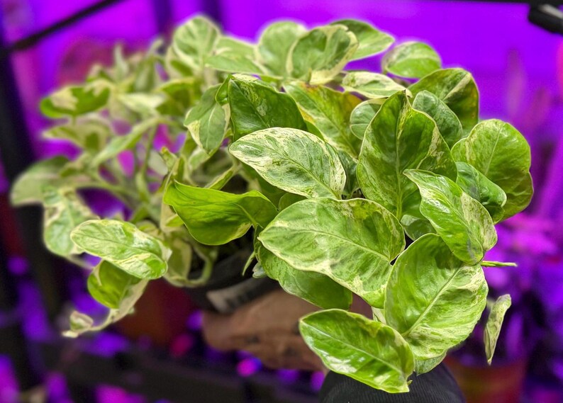 Pearls and Jade Pothos Live Plant, Green and White Variegated Trailing Houseplant image 12