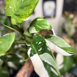 May include: A Philodendron White Wizard plant featuring glossy, heart-shaped leaves with distinct white and cream variegation patterns against a deep green base. The foliage displays a mix of solid green, speckled, and large white sections.
