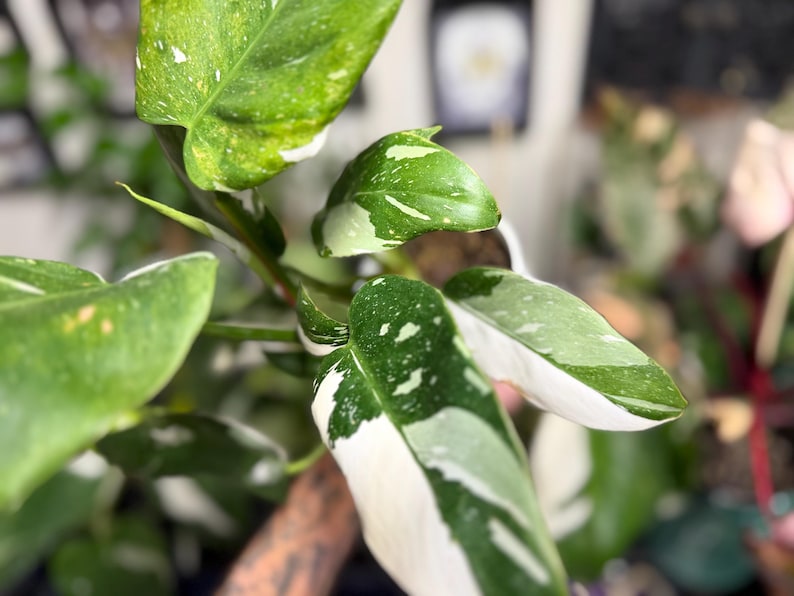 May include: A Philodendron White Wizard plant featuring glossy, heart-shaped leaves with distinct white and cream variegation patterns against a deep green base. The foliage displays a mix of solid green, speckled, and large white sections.