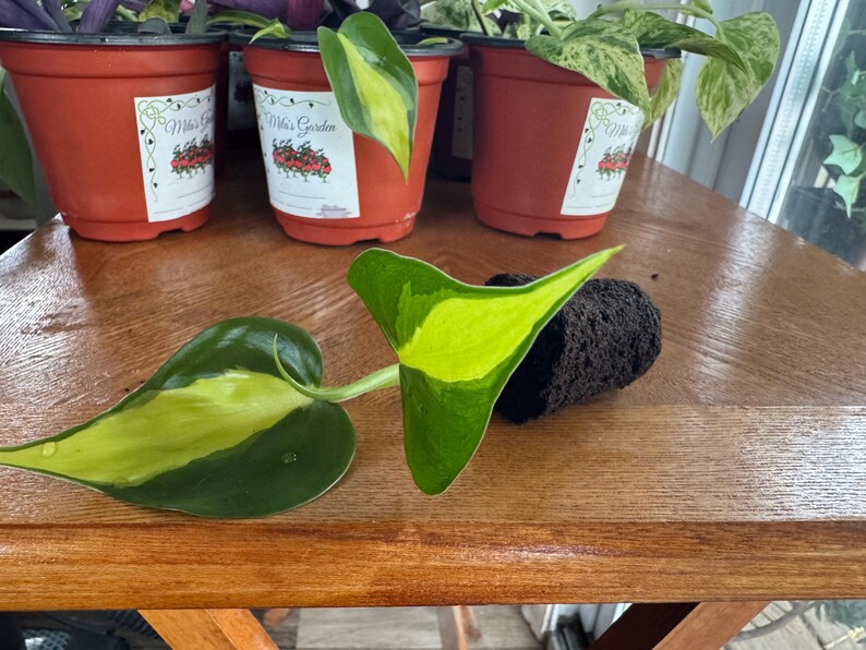 May include: A Philodendron Brasil cutting with two heart-shaped leaves featuring dark green edges and a bright lime green center stripe, positioned next to a small, cylindrical dark brown soil plug, with three potted plants visible in the background.