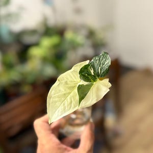 May include: A Syngonium plant cutting with variegated leaves featuring a mix of creamy white and deep green colors. The plant cutting is submerged in a small glass container filled with water, showcasing distinct arrow-shaped foliage patterns.