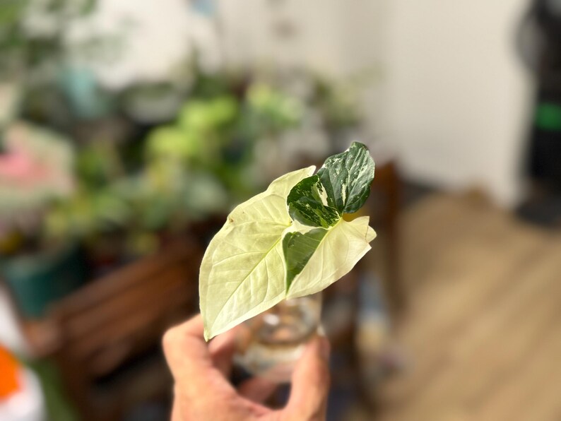 May include: A Syngonium plant cutting with variegated leaves featuring a mix of creamy white and deep green colors. The plant cutting is submerged in a small glass container filled with water, showcasing distinct arrow-shaped foliage patterns.