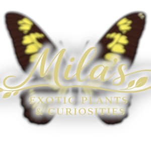 Coleção de PNGs de Espada-cobre | Graphium latreillianus 300 DPI Borboleta Africana Clipart Digital imagem 1
