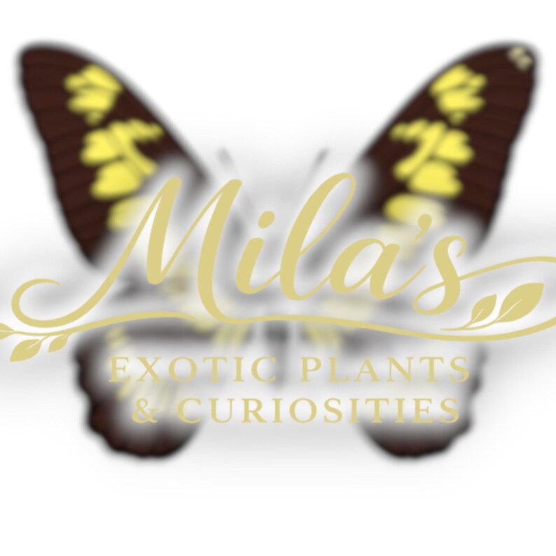 Coleção de PNGs de Espada-cobre | Graphium latreillianus 300 DPI Borboleta Africana Clipart Digital imagem 1