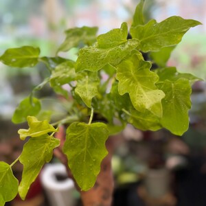 May include: A vibrant lime green Philodendron plant featuring multiple lobed, heart-shaped leaves with a glossy texture. The foliage is covered in small water droplets, highlighting the bright, light green coloration and the distinct, wavy edges of each leaf.