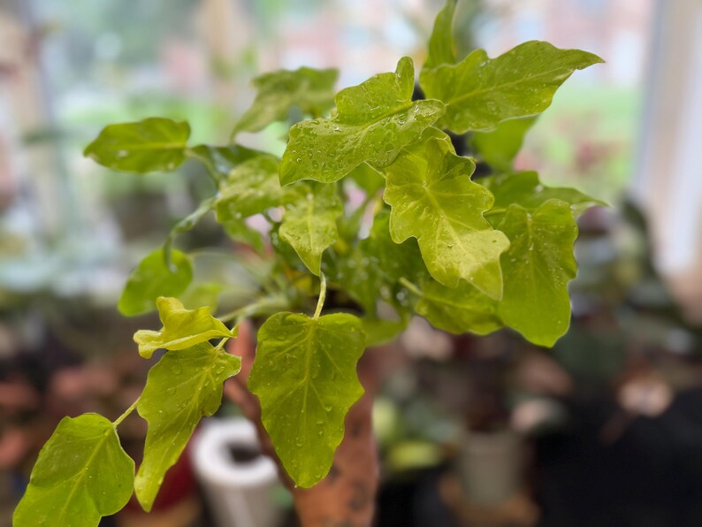 May include: A vibrant lime green Philodendron plant featuring multiple lobed, heart-shaped leaves with a glossy texture. The foliage is covered in small water droplets, highlighting the bright, light green coloration and the distinct, wavy edges of each leaf.