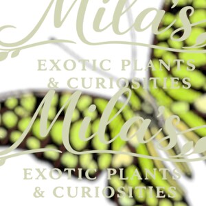 May include: The logo for "Mila's Exotic Plants & Curiosities" displays a butterfly design with green and yellow patterns. The text, in a soft green hue, reads "Mila's" in cursive above and "Exotic Plants & Curiosities" below.