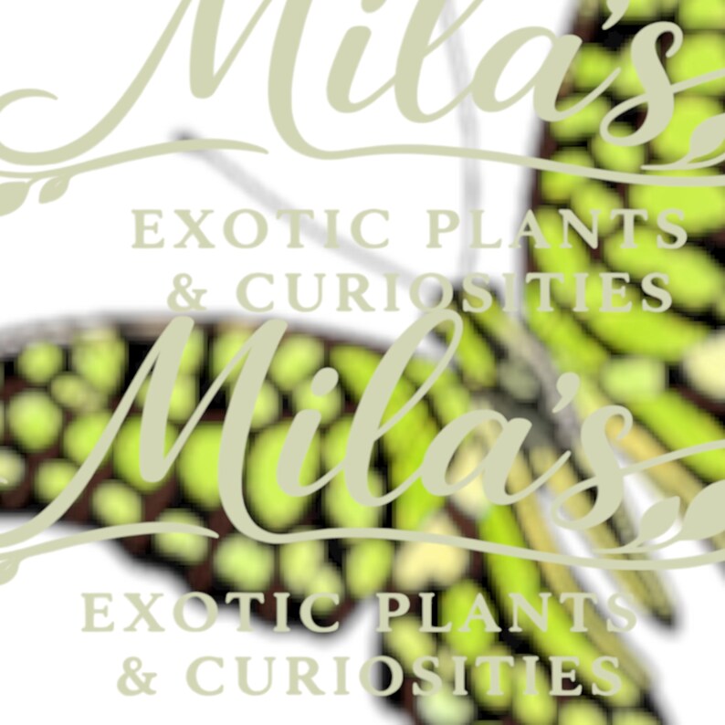 May include: The logo for "Mila's Exotic Plants & Curiosities" displays a butterfly design with green and yellow patterns. The text, in a soft green hue, reads "Mila's" in cursive above and "Exotic Plants & Curiosities" below.
