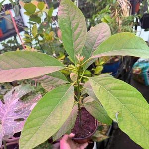 Puede incluir: Una joven planta de aguacate con hojas grandes y verdes y un tallo delgado. Las hojas tienen un ligero tono rosado en los bordes. La planta est&aacute; en una maceta marr&oacute;n peque&ntilde;a, y el fondo muestra otras plantas.