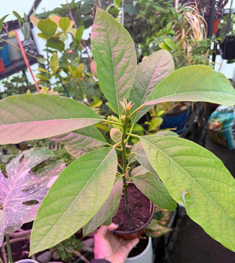 Puede incluir: Una joven planta de aguacate con hojas grandes y verdes y un tallo delgado. Las hojas tienen un ligero tono rosado en los bordes. La planta est&aacute; en una maceta marr&oacute;n peque&ntilde;a, y el fondo muestra otras plantas.