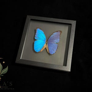 Puede incluir: Un marco cuadrado negro que contiene una mariposa Morpho preservada con alas de color azul iridiscente. La mariposa est&aacute; centrada detr&aacute;s de un cristal, mostrando una coloraci&oacute;n azul vibrante en las alas superiores y bordes marrones en las inferiores.