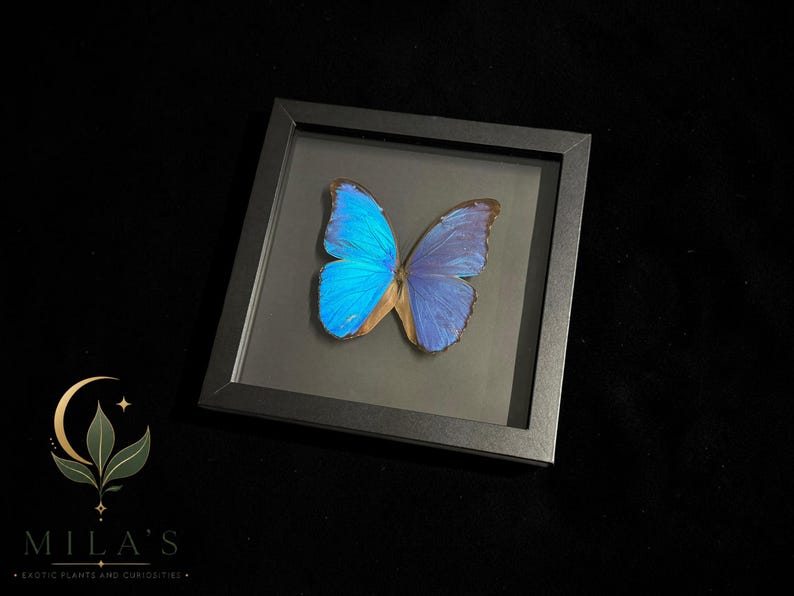 Puede incluir: Un marco cuadrado negro que contiene una mariposa Morpho preservada con alas de color azul iridiscente. La mariposa est&aacute; centrada detr&aacute;s de un cristal, mostrando una coloraci&oacute;n azul vibrante en las alas superiores y bordes marrones en las inferiores.