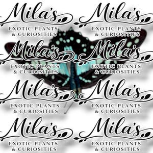 May include: A graphic featuring the text "Mila's Exotic Plants & Curiosities" in a stylized script, repeated multiple times. A butterfly with black and turquoise wings is in the background.