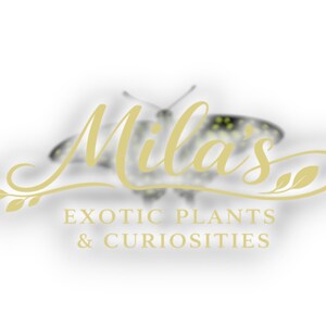May include: Logo for Mila's Exotic Plants & Curiosities. The logo features the name "Mila's" in elegant gold script, with a blurred butterfly image in the background. The text "EXOTIC PLANTS & CURIOSITIES" is below.
