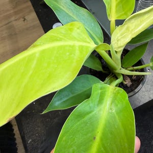 May include: A Philodendron plant in a dark plastic pot featuring large, smooth, heart-shaped leaves in vibrant shades of lime green and chartreuse. The foliage displays a glossy texture with prominent central veins, growing from a central stem.