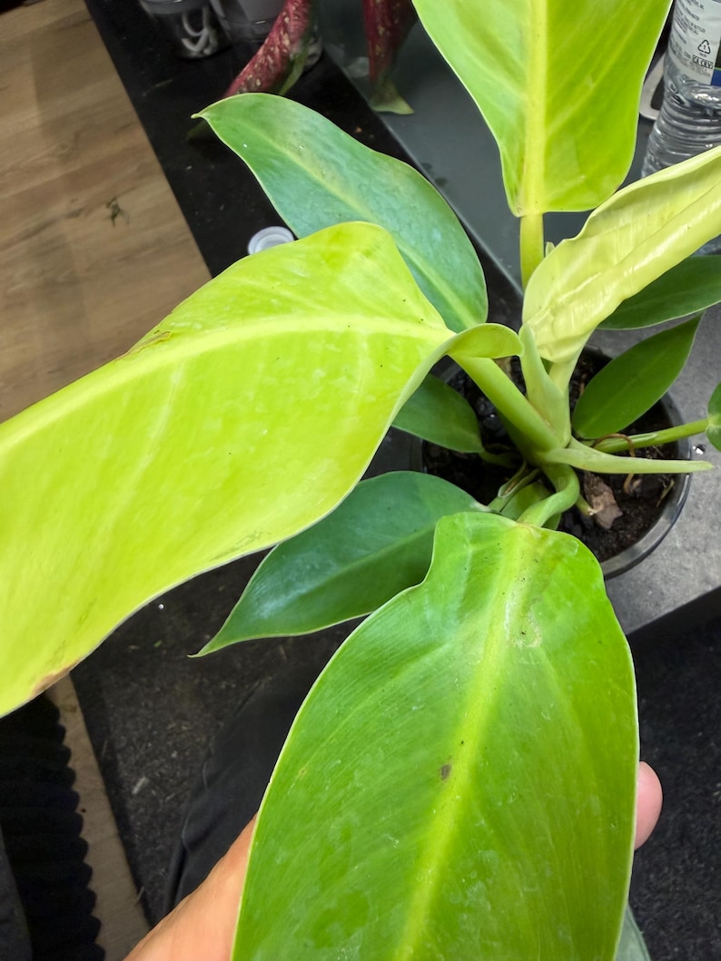 May include: A Philodendron plant in a dark plastic pot featuring large, smooth, heart-shaped leaves in vibrant shades of lime green and chartreuse. The foliage displays a glossy texture with prominent central veins, growing from a central stem.