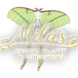 May include: A logo featuring a stylized green moth with delicate wings and a cream-colored body. The text "Mila's" is written in elegant gold script above the words "EXOTIC PLANTS & CURIOSITIES" in a serif font.