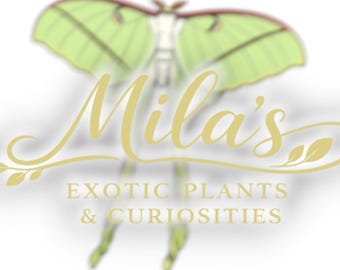 May include: A logo featuring a stylized green moth with delicate wings and a cream-colored body. The text "Mila's" is written in elegant gold script above the words "EXOTIC PLANTS & CURIOSITIES" in a serif font.