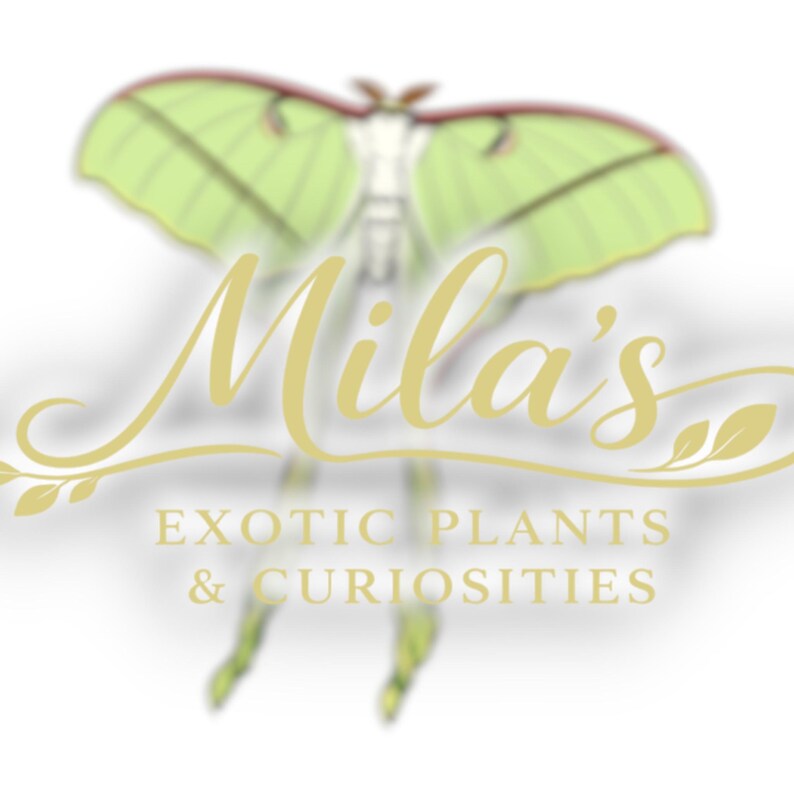 May include: A logo featuring a stylized green moth with delicate wings and a cream-colored body. The text "Mila's" is written in elegant gold script above the words "EXOTIC PLANTS & CURIOSITIES" in a serif font.