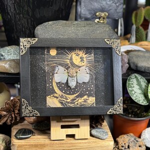 May include: A framed artwork featuring a moth with white wings and a detailed body, set against a celestial background of a moon and sun in gold. The black frame has decorative corner accents and is displayed on a wooden stand.