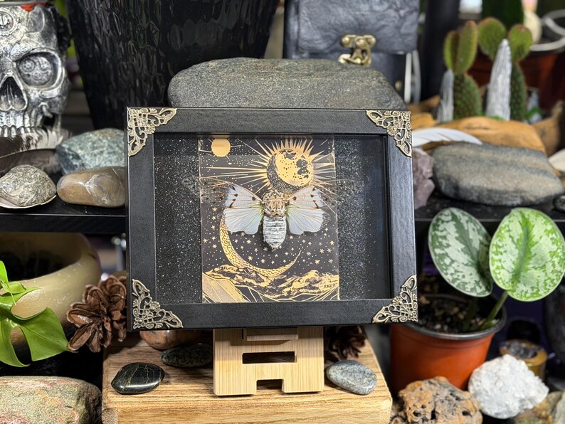 May include: A framed artwork featuring a moth with white wings and a detailed body, set against a celestial background of a moon and sun in gold. The black frame has decorative corner accents and is displayed on a wooden stand.