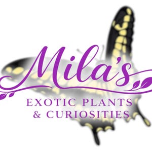 May include: Logo for Mila's Exotic Plants & Curiosities. The logo features the name "Mila's" in a stylized purple script, with a butterfly design in the background. The text "EXOTIC PLANTS & CURIOSITIES" is below the name.