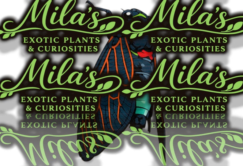 May include: A graphic featuring the text "Mila's Exotic Plants & Curiosities" in a stylized green font. A detailed illustration of a cicada with black, orange, and teal accents is centered in the image.
