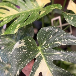 May include: A Monstera plant featuring large, heart-shaped leaves with deep green coloration and irregular cream-colored variegation. The leaves display natural fenestrations and splits, with a speckled pattern of light and dark tones across the foliage.