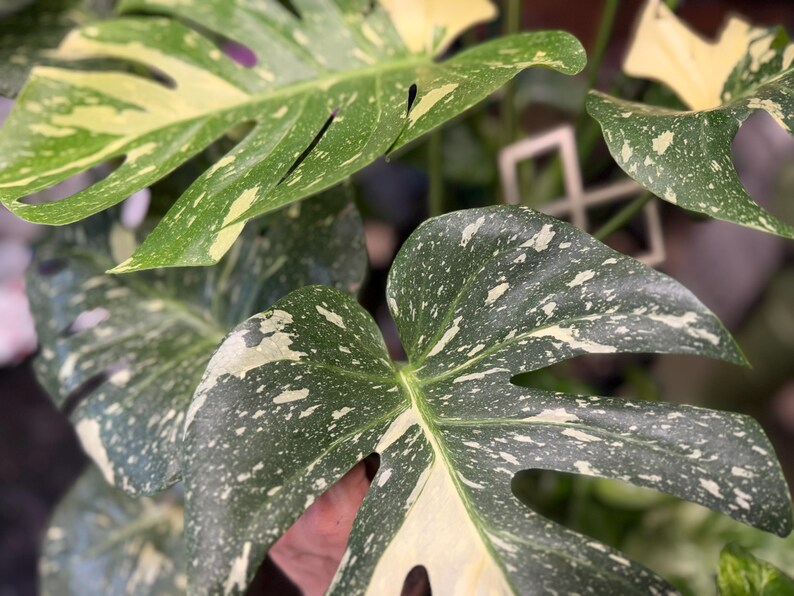 May include: A Monstera plant featuring large, heart-shaped leaves with deep green coloration and irregular cream-colored variegation. The leaves display natural fenestrations and splits, with a speckled pattern of light and dark tones across the foliage.