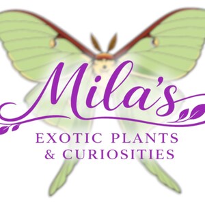 May include: Logo for "Mila's Exotic Plants & Curiosities" featuring a stylized green butterfly with purple text. The text includes "Mila's" in cursive and the business name below.