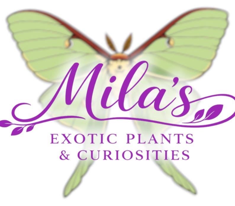 May include: Logo for "Mila's Exotic Plants & Curiosities" featuring a stylized green butterfly with purple text. The text includes "Mila's" in cursive and the business name below.