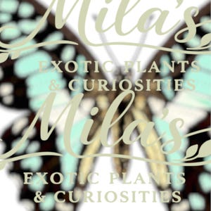 May include: A butterfly design with a light green and brown color scheme. The text "Mila's Exotic Plants & Curiosities" is overlaid on the butterfly image in a light green color.