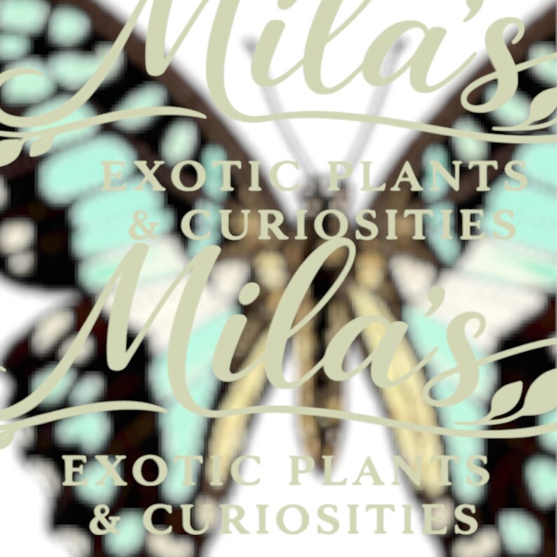 May include: A butterfly design with a light green and brown color scheme. The text "Mila's Exotic Plants & Curiosities" is overlaid on the butterfly image in a light green color.