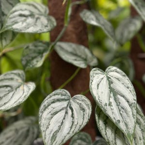 May include: A Scindapsus pictus plant featuring heart-shaped leaves with a variegated pattern of silvery-grey and deep green. The foliage displays a distinct metallic sheen across the surface, with thin stems climbing a brown textured moss pole.