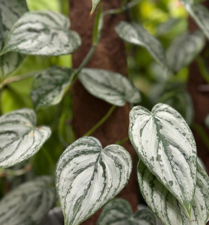May include: A Scindapsus pictus plant featuring heart-shaped leaves with a variegated pattern of silvery-grey and deep green. The foliage displays a distinct metallic sheen across the surface, with thin stems climbing a brown textured moss pole.