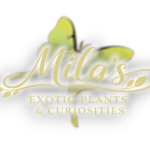 May include: Logo for Mila's Exotic Plants & Curiosities. The logo features the name "Mila's" in a cursive gold font, with a blurred yellow butterfly and the text "EXOTIC PLANTS & CURIOSITIES" in a gold sans-serif font.