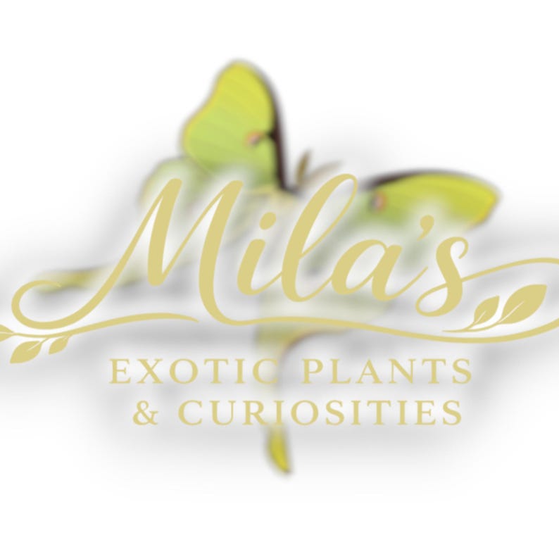 May include: Logo for Mila's Exotic Plants & Curiosities. The logo features the name "Mila's" in a cursive gold font, with a blurred yellow butterfly and the text "EXOTIC PLANTS & CURIOSITIES" in a gold sans-serif font.