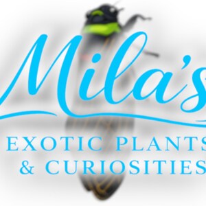 K&ouml;nnte beinhalten: Ein Logo f&uuml;r "Mila's Exotic Plants & Curiosities" zeigt im Hintergrund eine stilisierte Zikade. Der Text "Mila's" ist in einer flie&szlig;enden, hellblauen Schrift, der Firmenname darunter in einer serifenlosen Schrift.