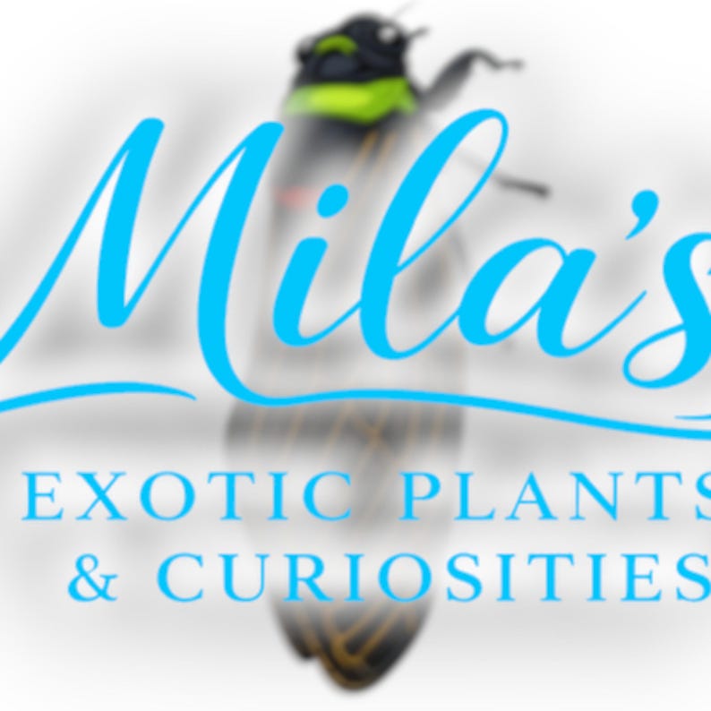 K&ouml;nnte beinhalten: Ein Logo f&uuml;r "Mila's Exotic Plants & Curiosities" zeigt im Hintergrund eine stilisierte Zikade. Der Text "Mila's" ist in einer flie&szlig;enden, hellblauen Schrift, der Firmenname darunter in einer serifenlosen Schrift.