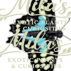 May include: A logo for "Mila's Exotic Plants & Curiosities" features a stylized butterfly with black and light blue accents. The text is in a cursive font, with the business name and description of the products.