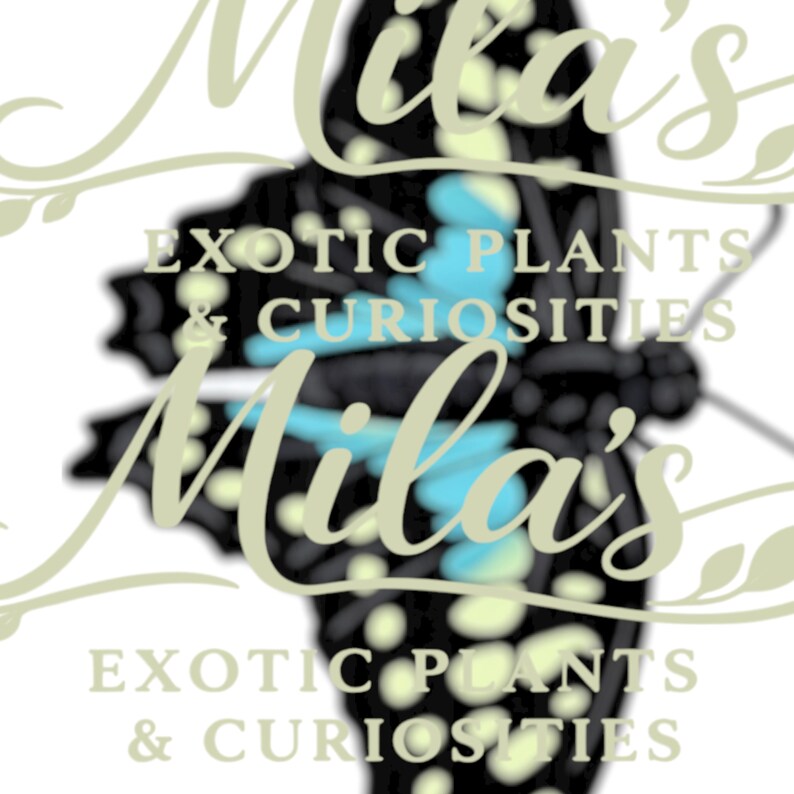 May include: A logo for "Mila's Exotic Plants & Curiosities" features a stylized butterfly with black and light blue accents. The text is in a cursive font, with the business name and description of the products.