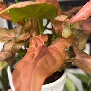 May include: A Syngonium plant with arrow-shaped leaves in shades of salmon, pink, and green. The plant is potted in a white ceramic container featuring a textured, geometric, embossed pattern on its exterior surface.