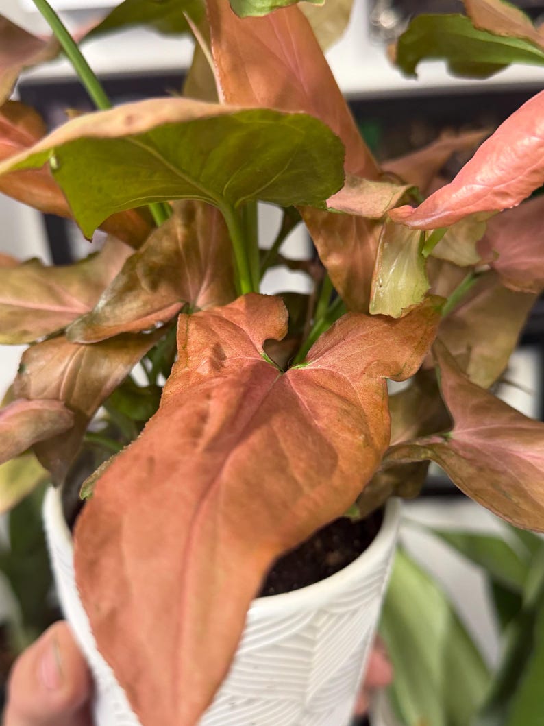 May include: A Syngonium plant with arrow-shaped leaves in shades of salmon, pink, and green. The plant is potted in a white ceramic container featuring a textured, geometric, embossed pattern on its exterior surface.