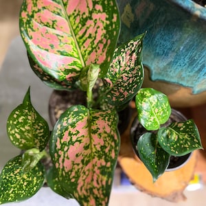 Peut inclure: Une plante Aglaonema au feuillage panach&eacute; pr&eacute;sentant un m&eacute;lange de motifs tachet&eacute;s vert fonc&eacute; et rose vif. La plante poss&egrave;de plusieurs larges feuilles en forme de lance poussant &agrave; partir d'une tige centrale, en pot avec terre visible.