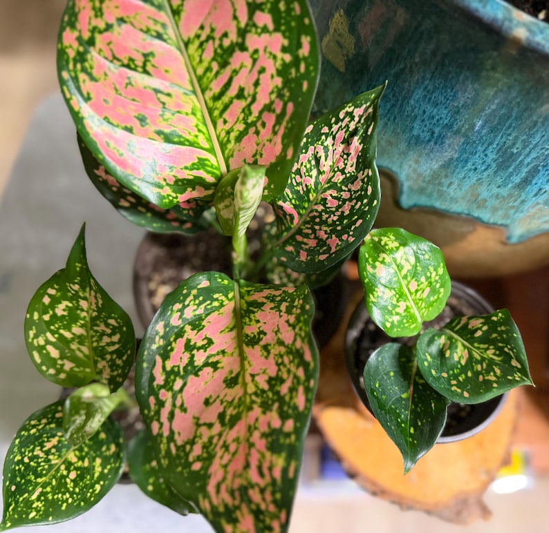 Peut inclure: Une plante Aglaonema au feuillage panach&eacute; pr&eacute;sentant un m&eacute;lange de motifs tachet&eacute;s vert fonc&eacute; et rose vif. La plante poss&egrave;de plusieurs larges feuilles en forme de lance poussant &agrave; partir d'une tige centrale, en pot avec terre visible.