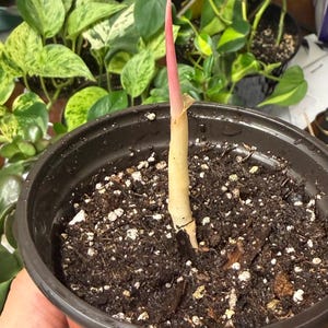 May include: A single plant cutting with a pale cream-colored stem and a vibrant pink pointed tip, emerging from dark, moist potting soil contained within a simple, round, dark brown plastic nursery pot with a smooth, slightly glossy finish.