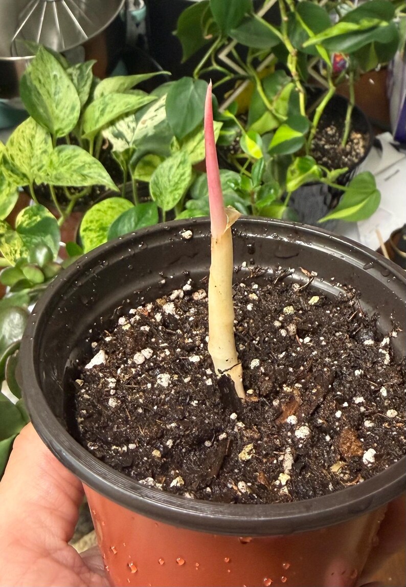 May include: A single plant cutting with a pale cream-colored stem and a vibrant pink pointed tip, emerging from dark, moist potting soil contained within a simple, round, dark brown plastic nursery pot with a smooth, slightly glossy finish.